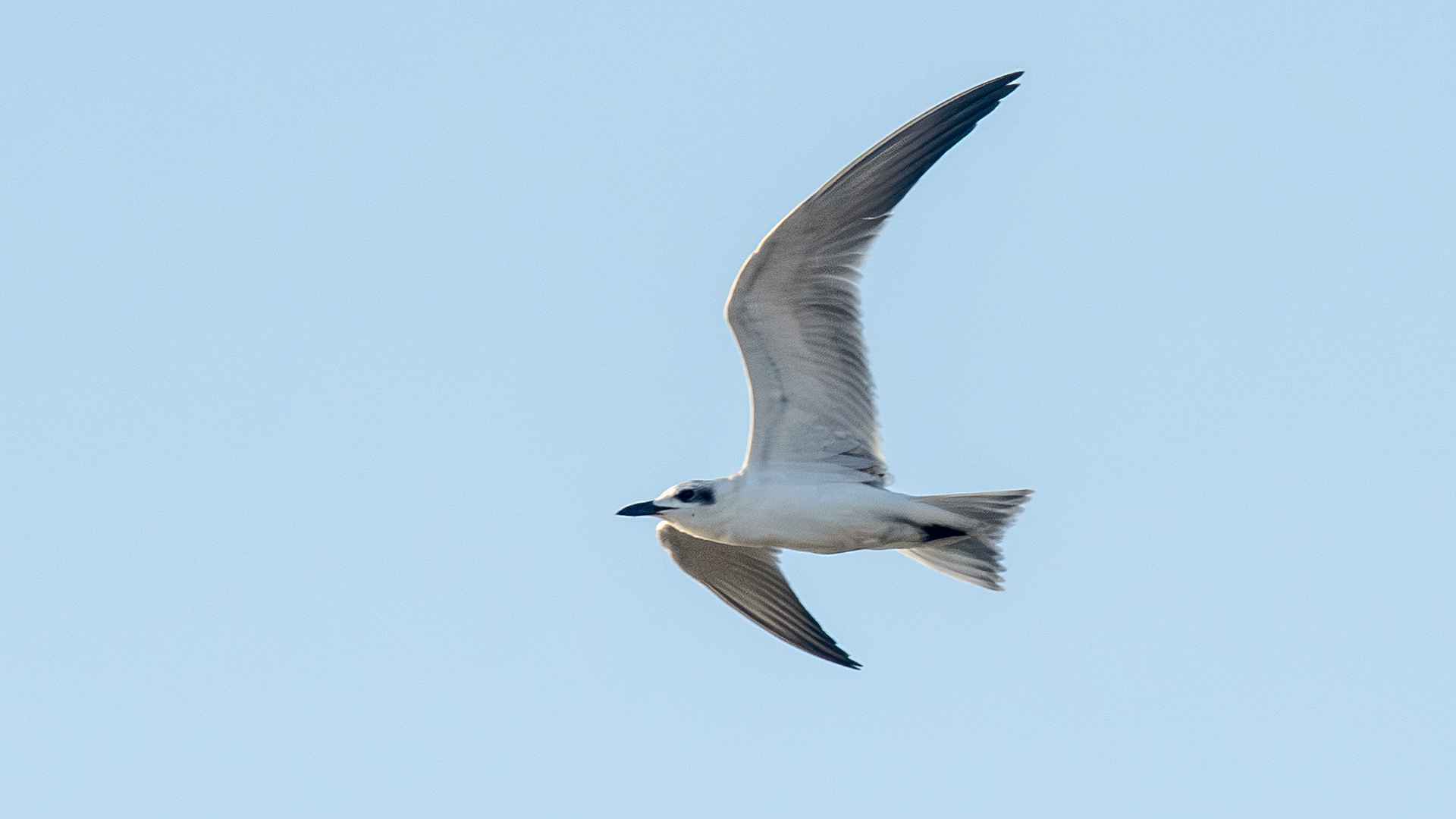 Gull-billed Tern
